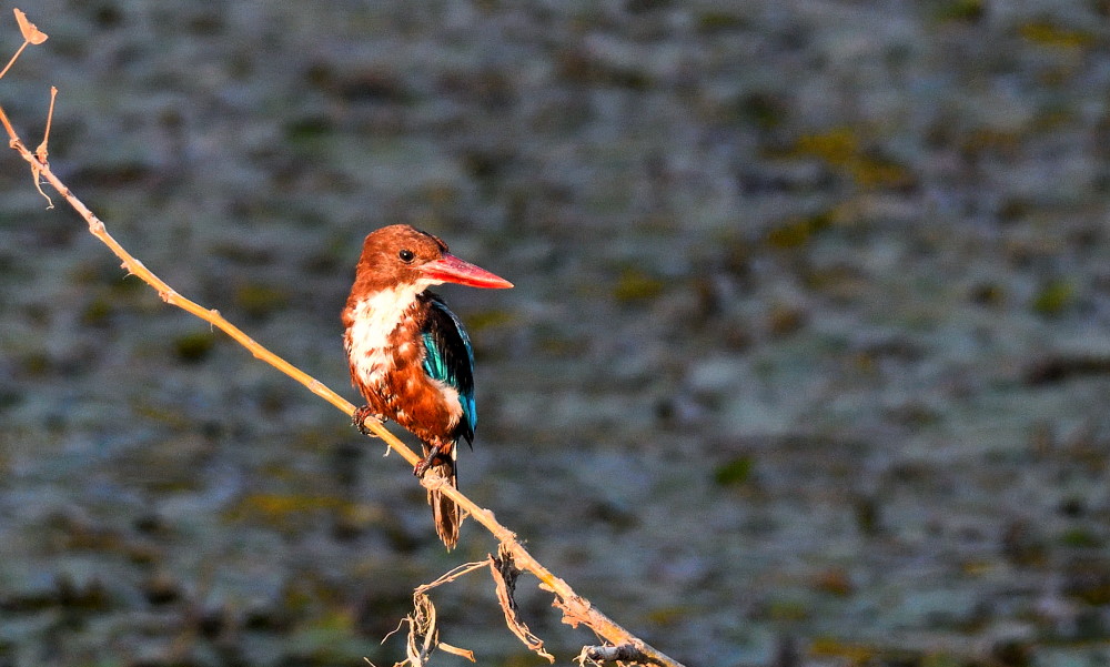 İzmir yalıçapkını
