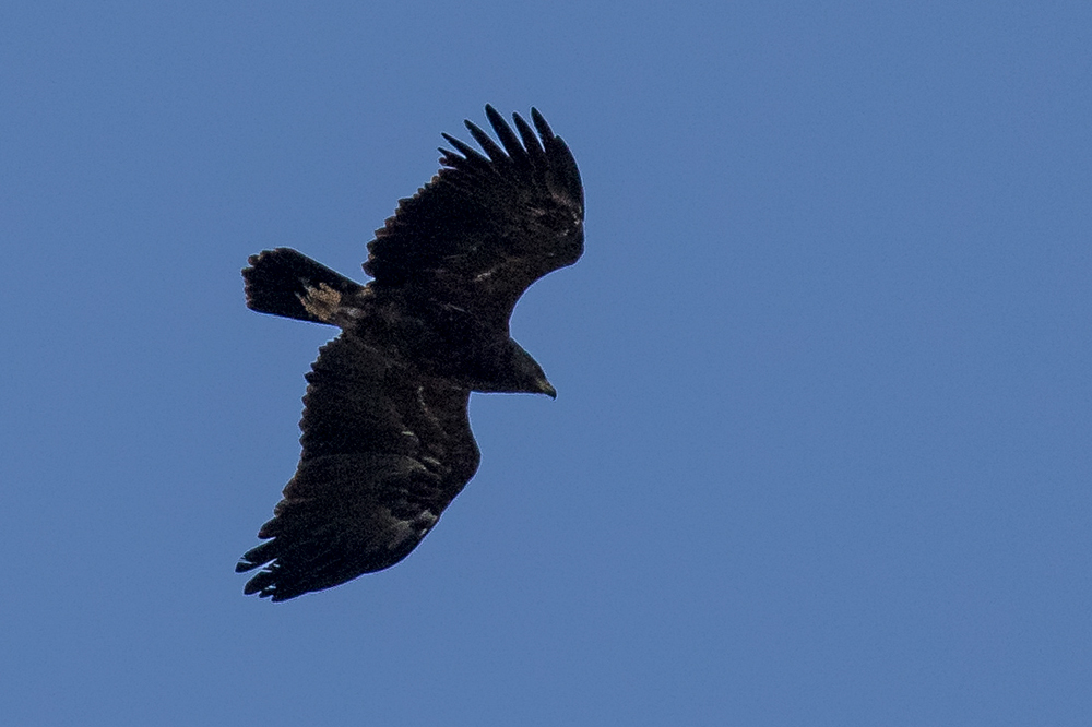 Küçük orman kartalı
