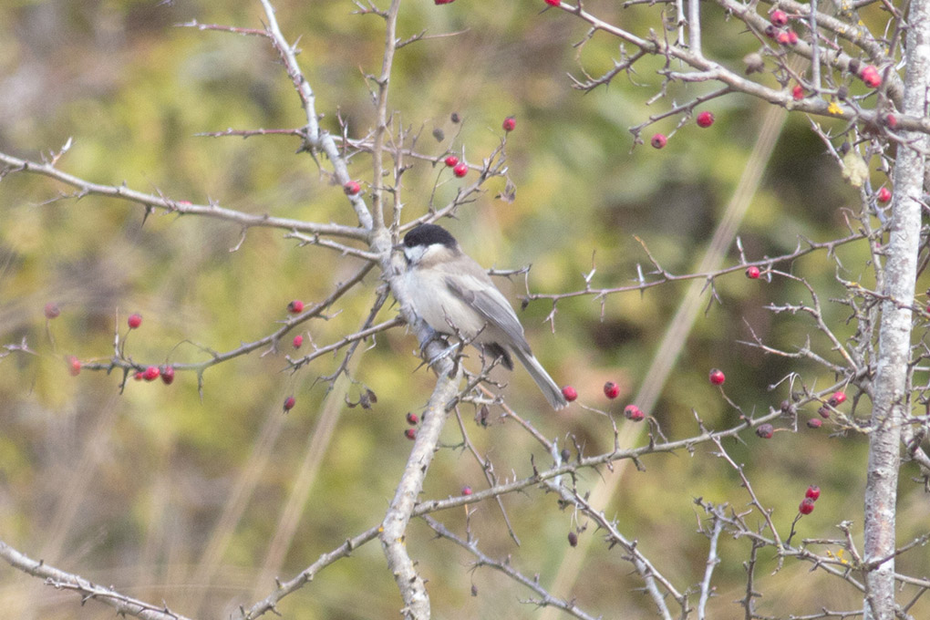 Kayın baştankarası