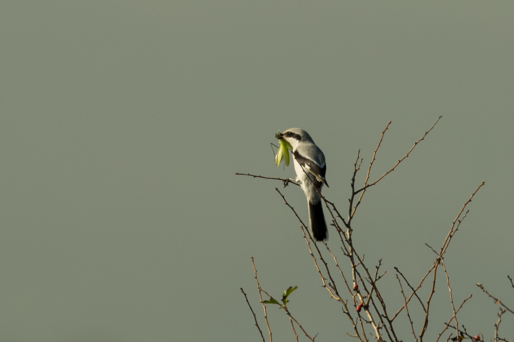 Büyük örümcekkuşu