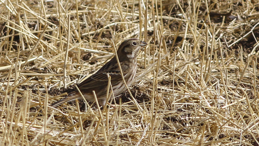 Akbaşlı kirazkuşu