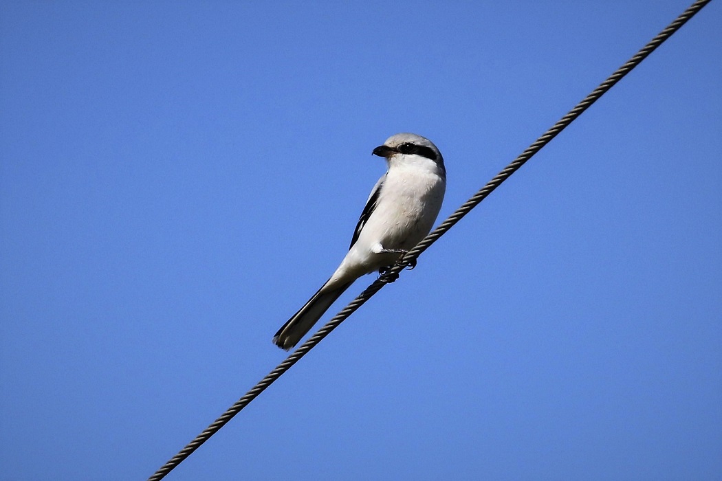 Büyük örümcekkuşu
