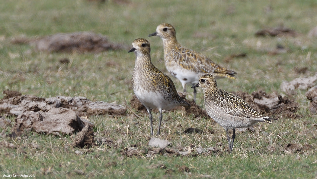 Küçük altın yağmurcun