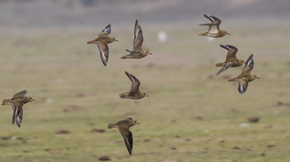 Küçük altın yağmurcun