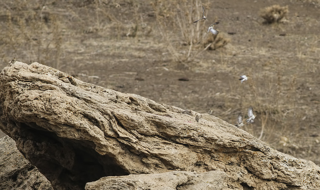 Sarıgagalı ketenkuşu