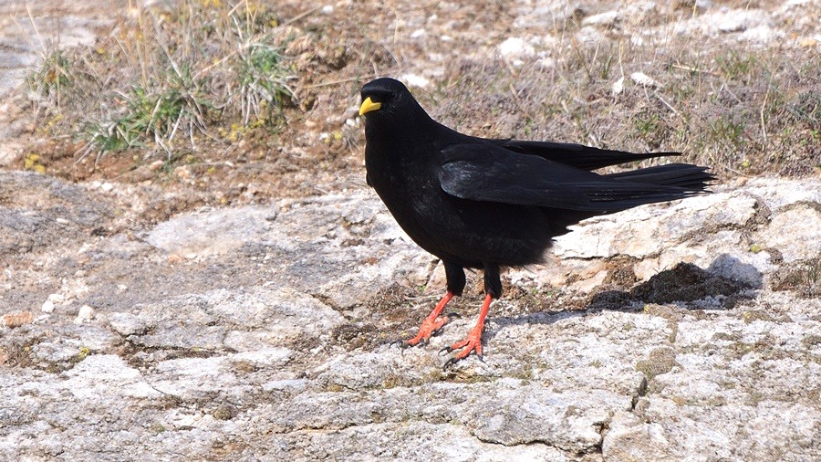 Sarıgagalı dağ kargası