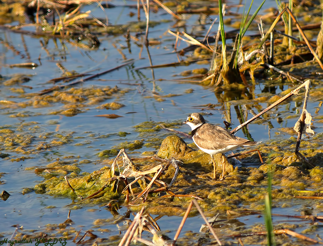 Halkalı küçük cılıbıt