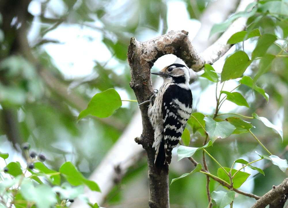 Küçük ağaçkakan