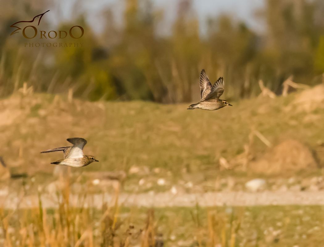 Küçük altın yağmurcun