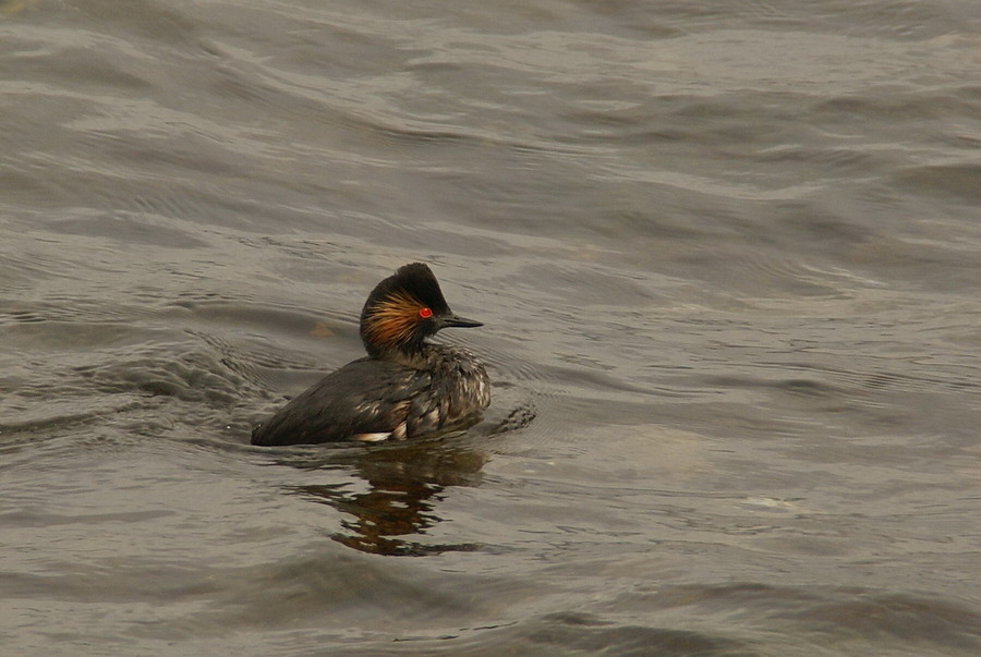 Karaboyunlu batağan