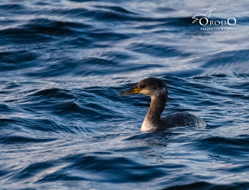 Kızılboyunlu batağan