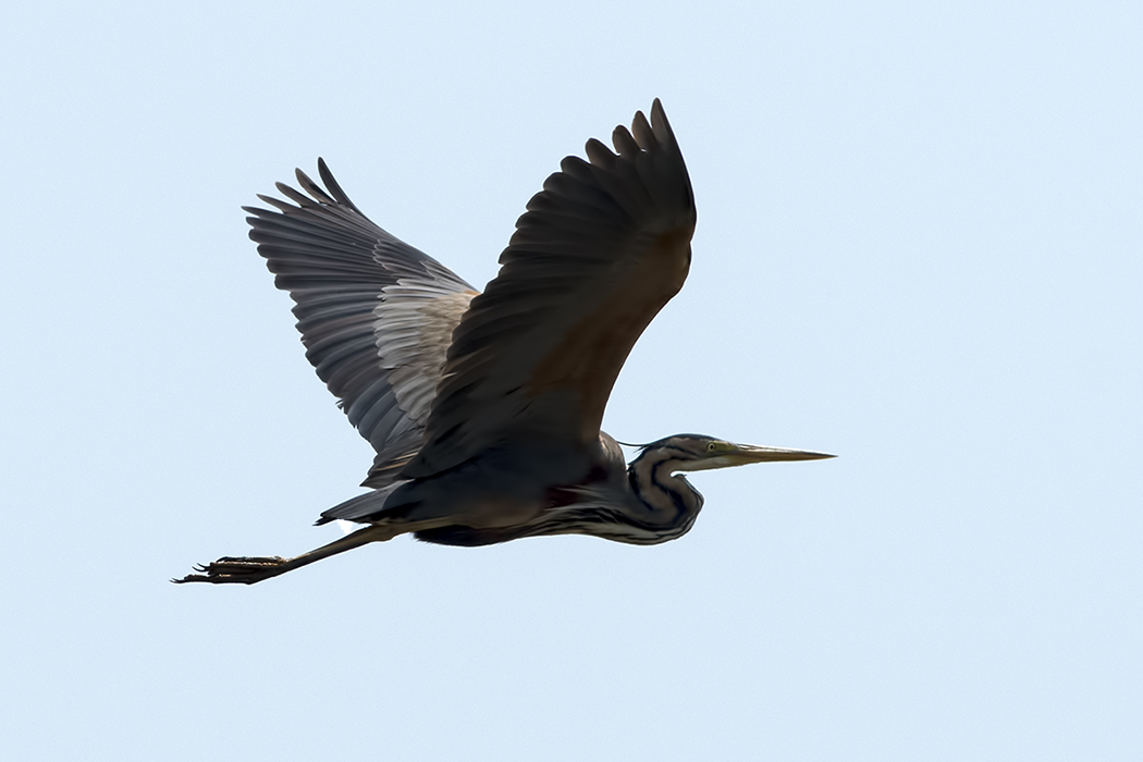 Erguvani balıkçıl