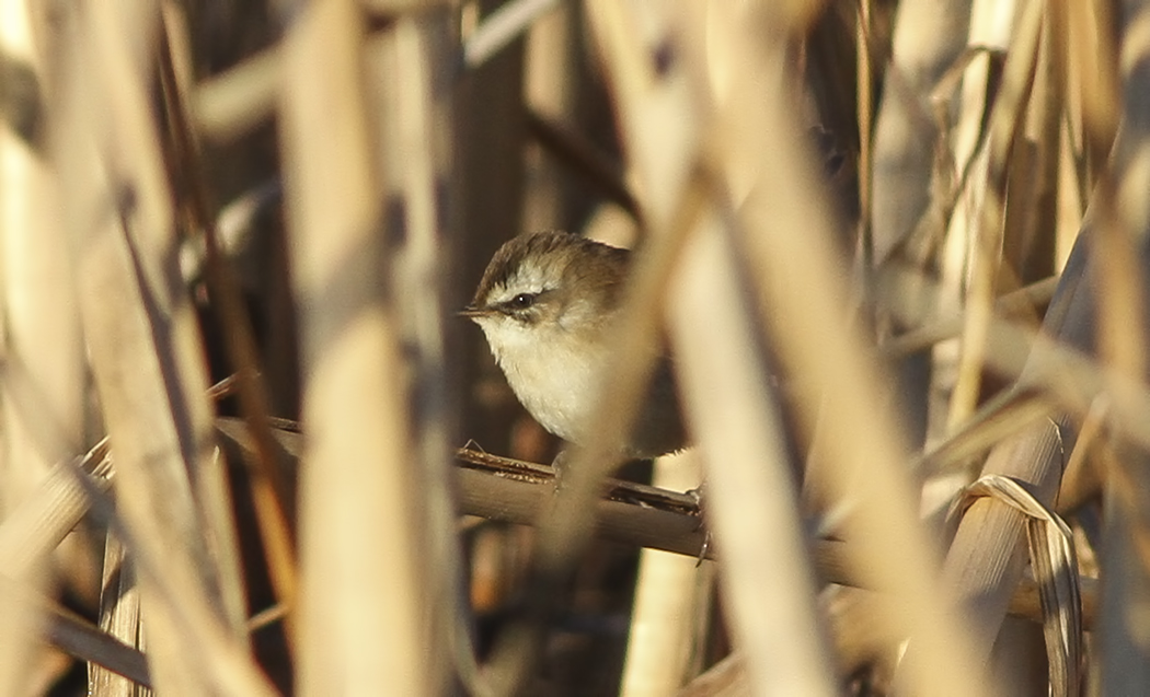 Bıyıklı kamışçın