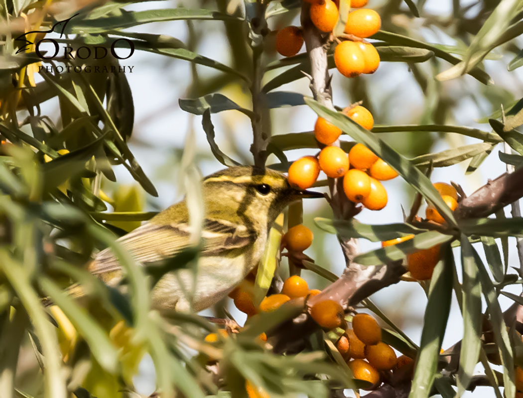 Sarıkaşlı çıvgın