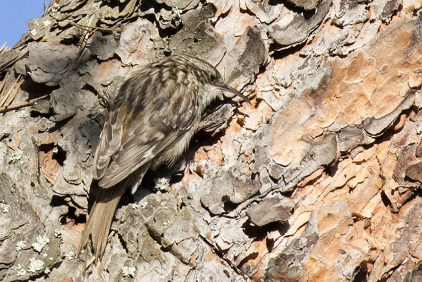 Orman tırmaşıkkuşu