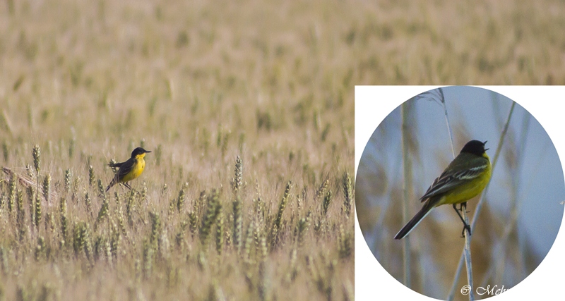 Sarı kuyruksallayan