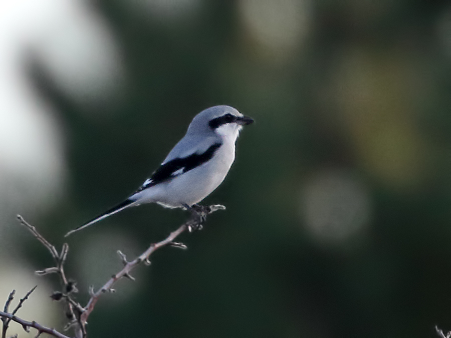 Büyük örümcekkuşu