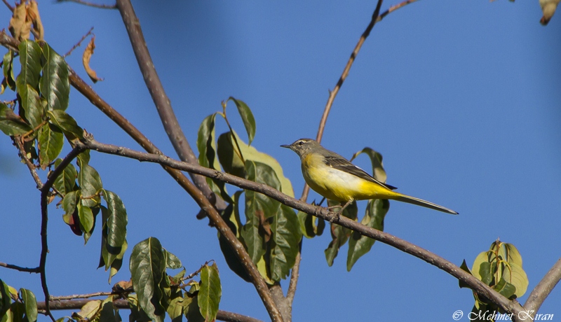 Dağ kuyruksallayanı