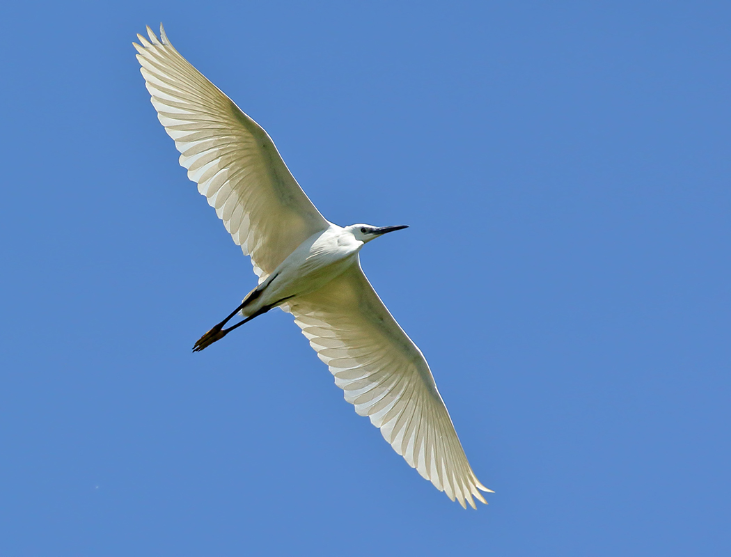 Küçük ak balıkçıl