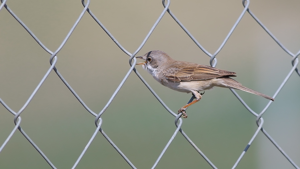 Akgerdanlı ötleğen