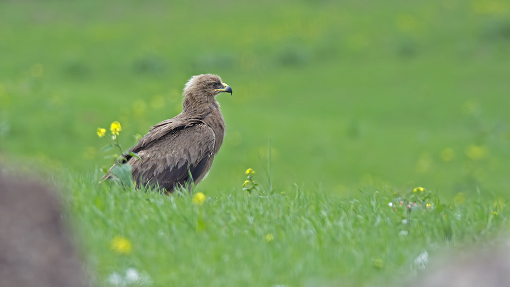 Küçük orman kartalı