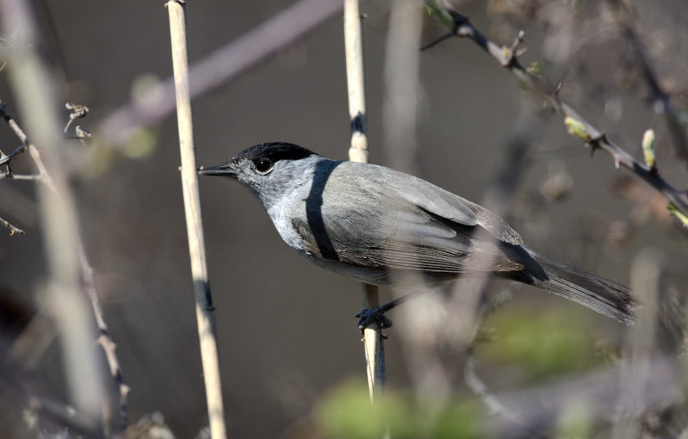 Karabaşlı ötleğen