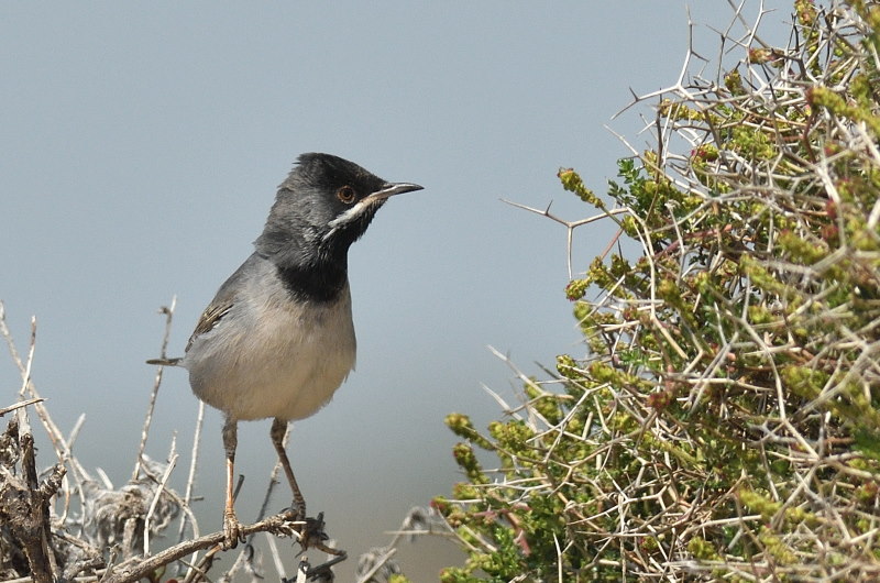 Karaboğazlı ötleğen