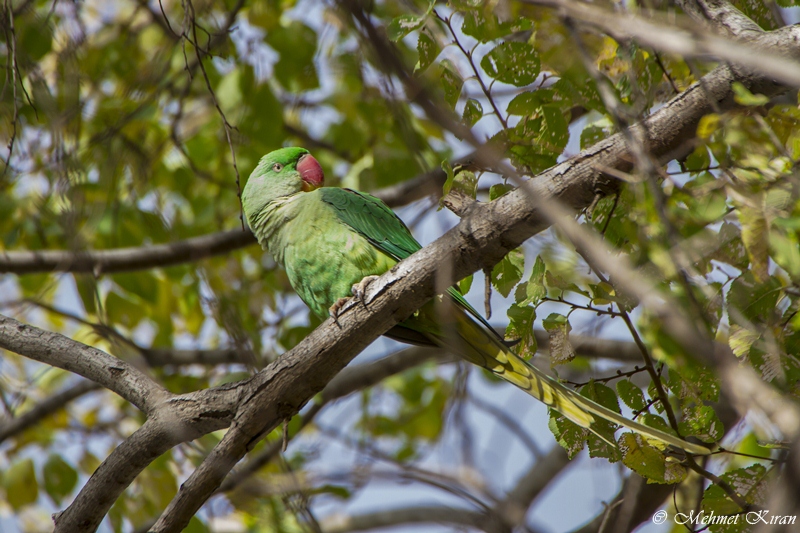 İskender papağanı