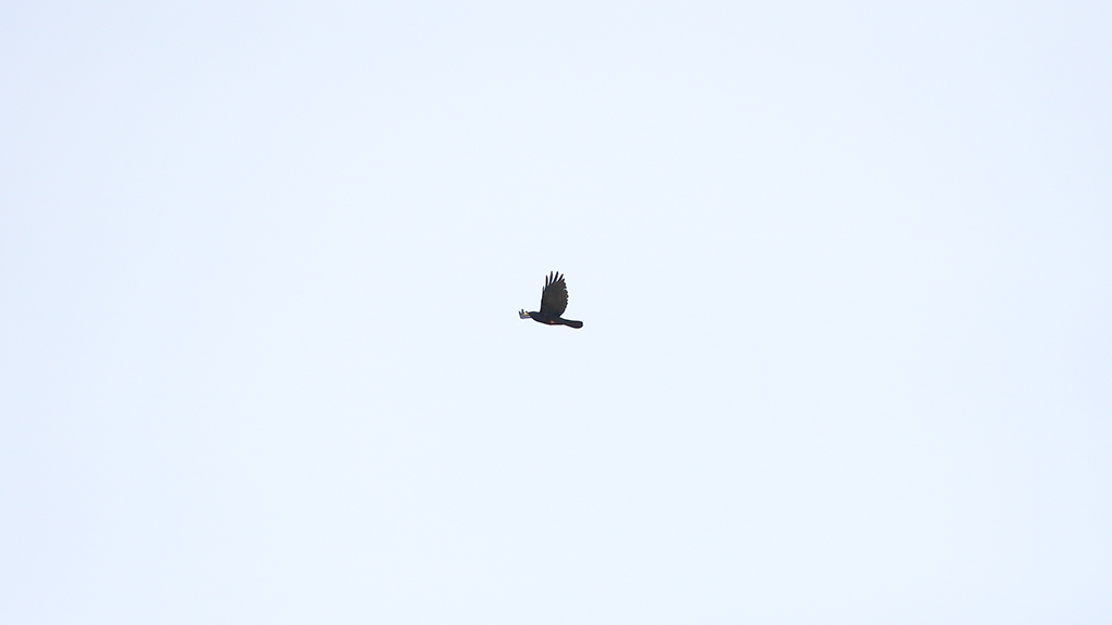 Sarıgagalı dağ kargası