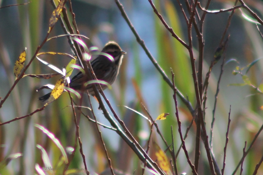 Bataklık Kirazkuşu