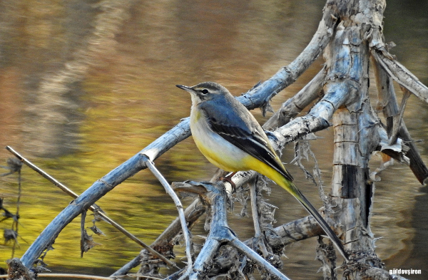 Dağ kuyruksallayanı