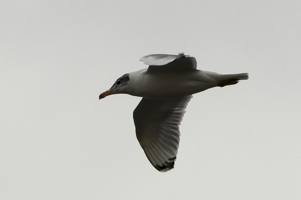 Büyük karabaş martı