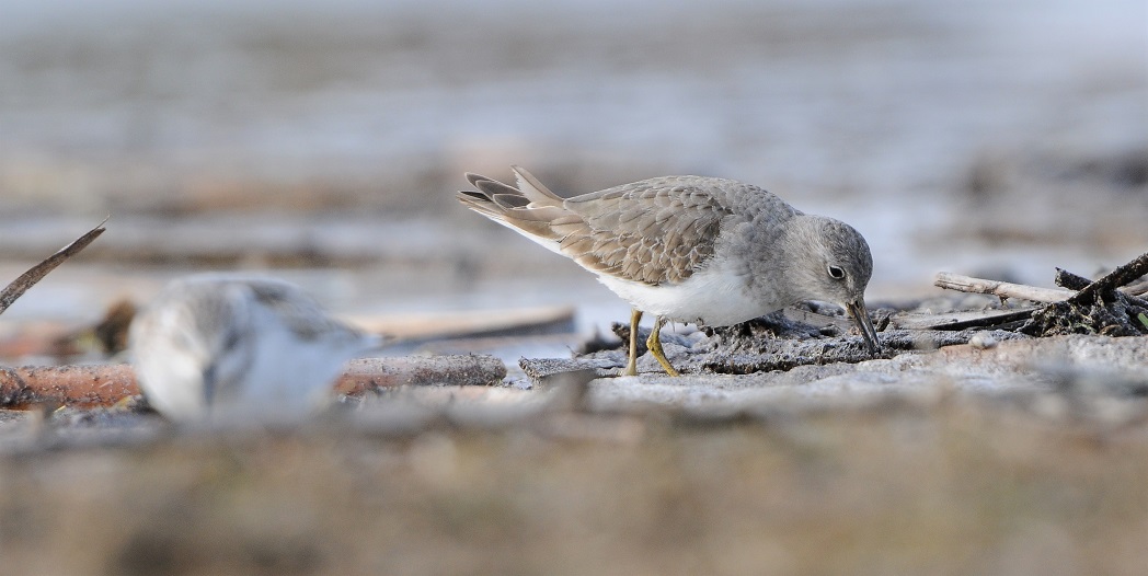 Sarıbacaklı kumkuşu