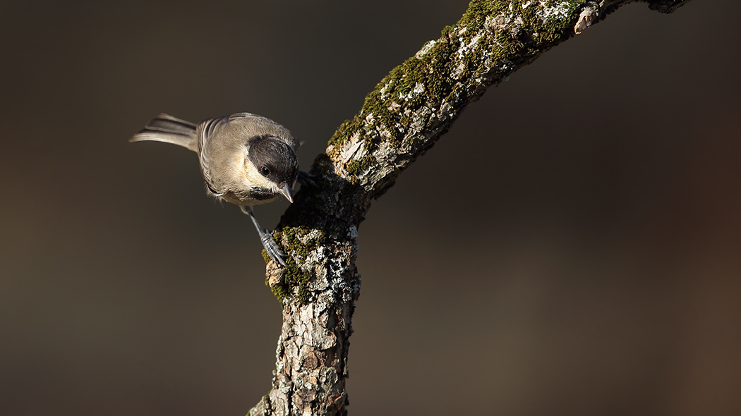 Akyanaklı baştankara