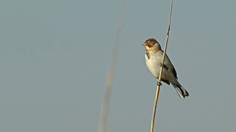 Bataklık Kirazkuşu