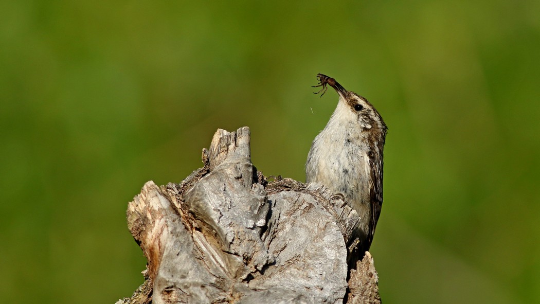 Bahçe tırmaşıkkuşu