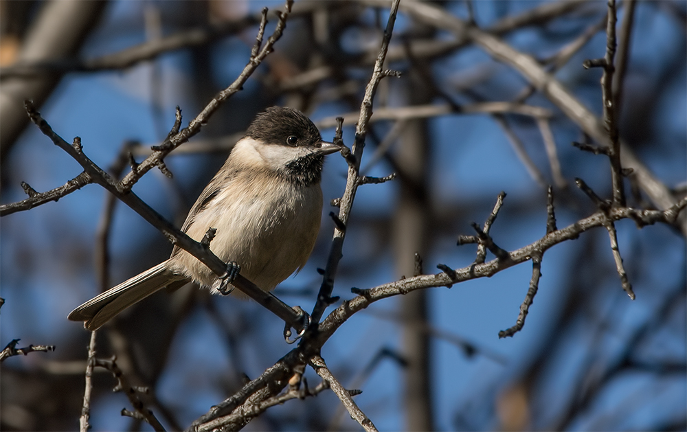 Akyanaklı baştankara