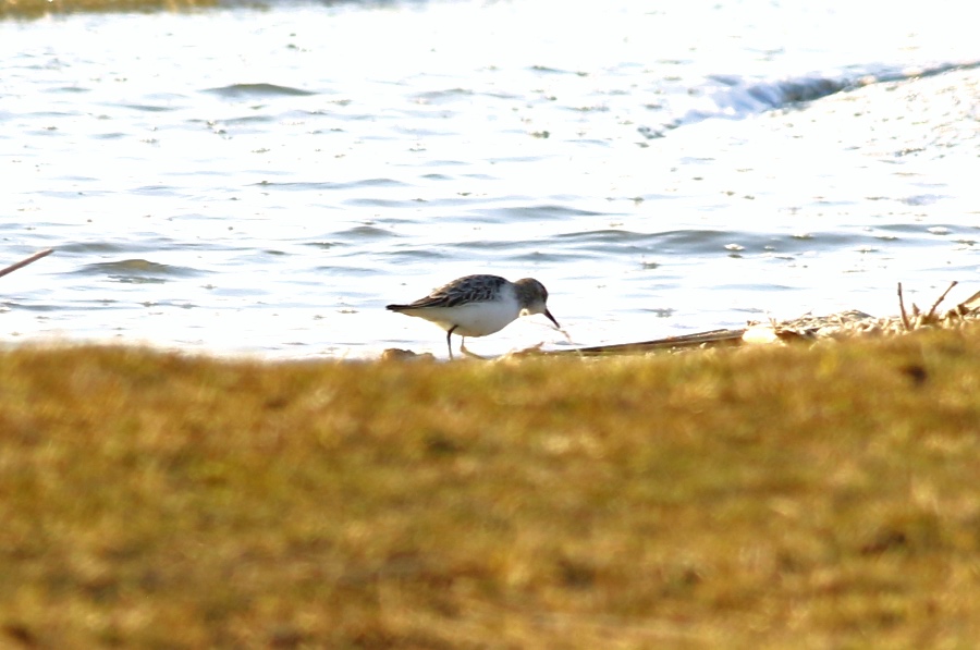 Sarıbacaklı kumkuşu