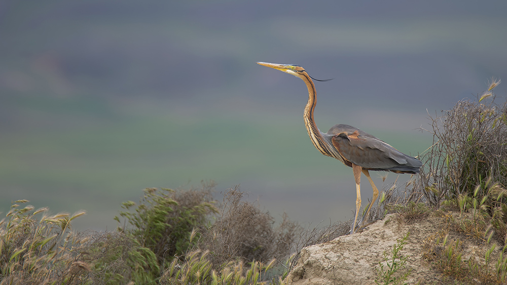 Erguvani balıkçıl