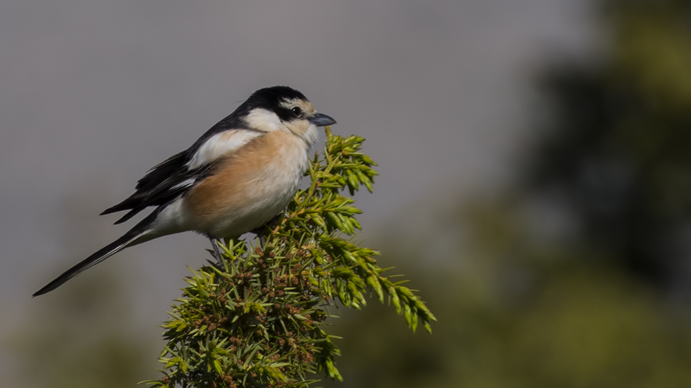 Maskeli örümcekkuşu