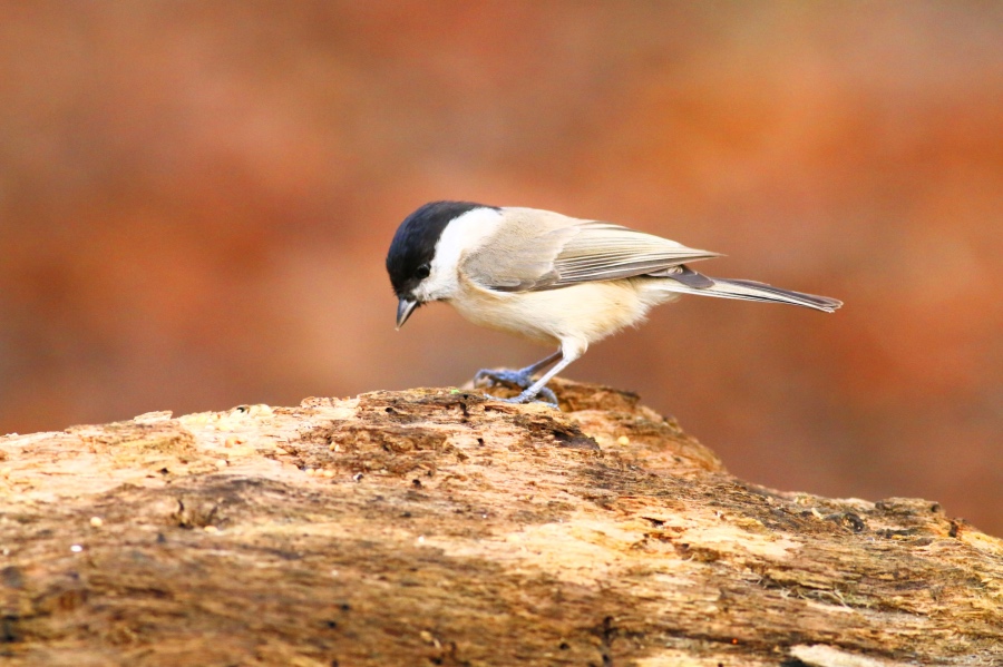 Kayın baştankarası