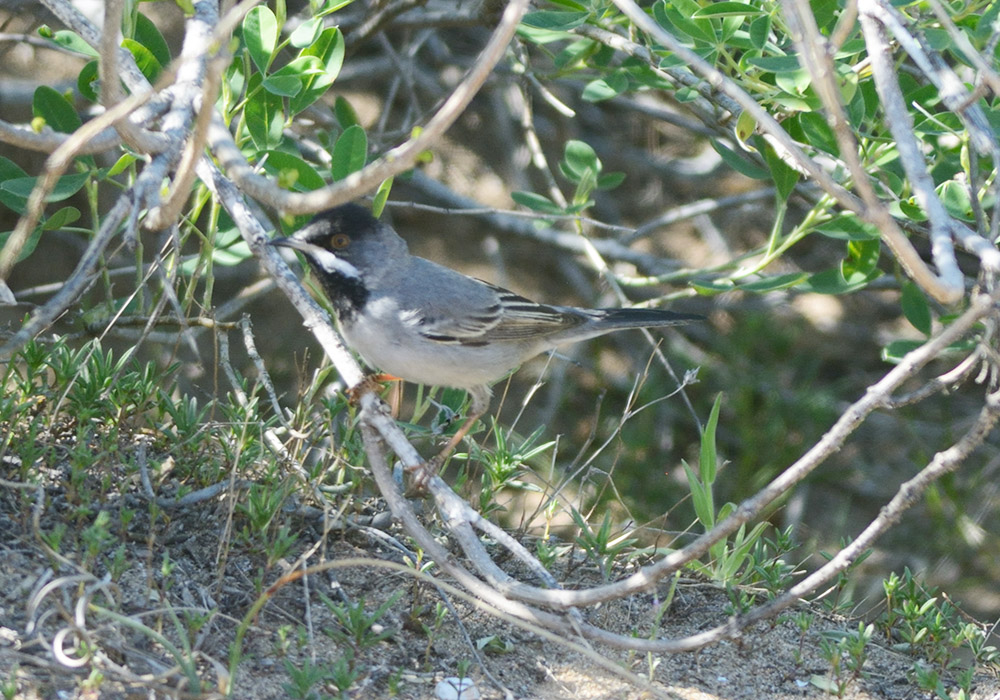 Karaboğazlı ötleğen