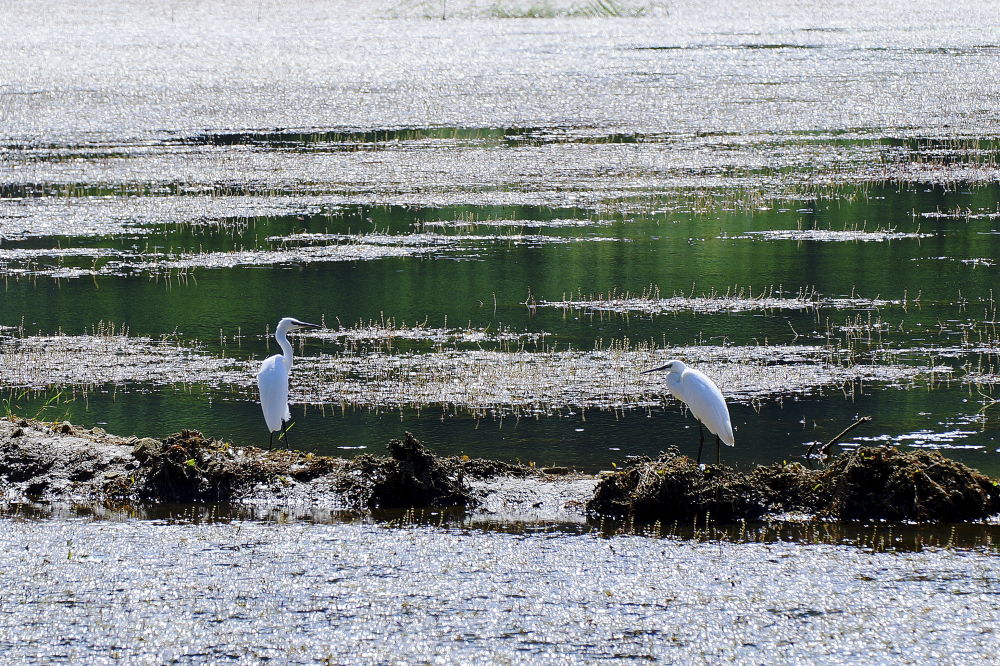 Küçük ak balıkçıl