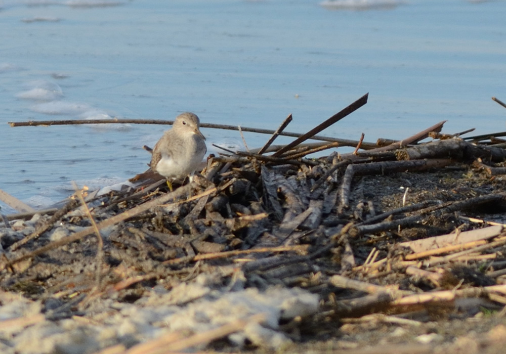 Sarıbacaklı kumkuşu
