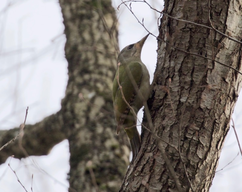 Küçük yeşil ağaçkakan