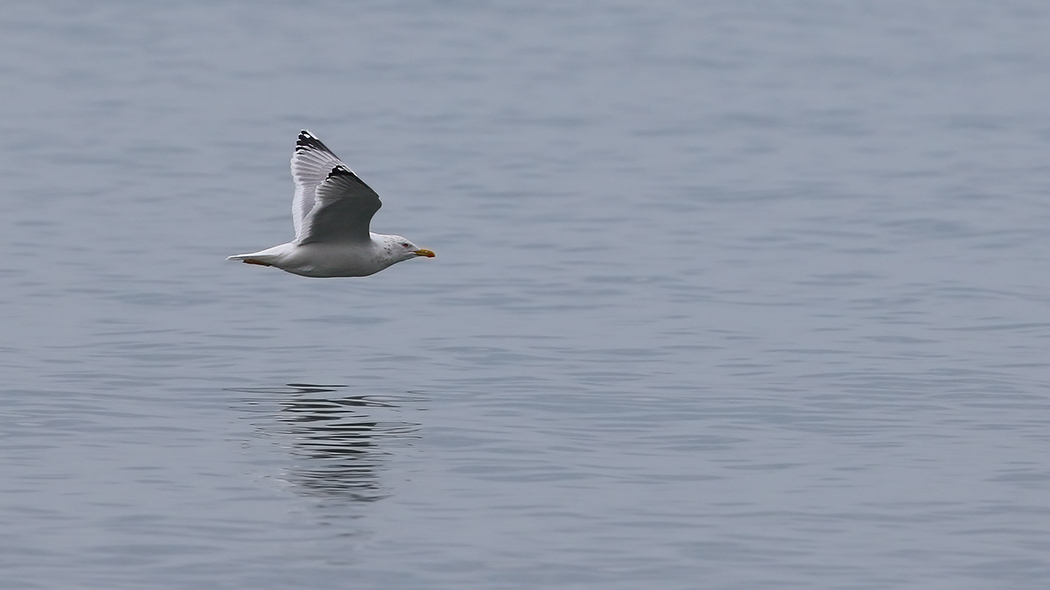 Kuzey gümüş martı