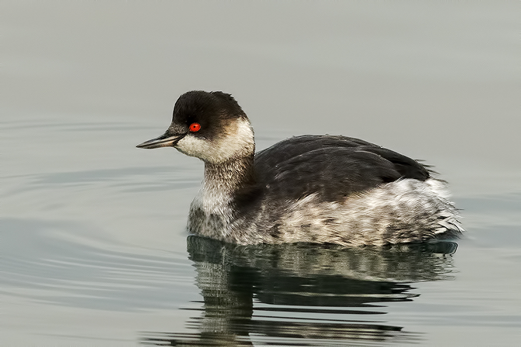 Karaboyunlu batağan