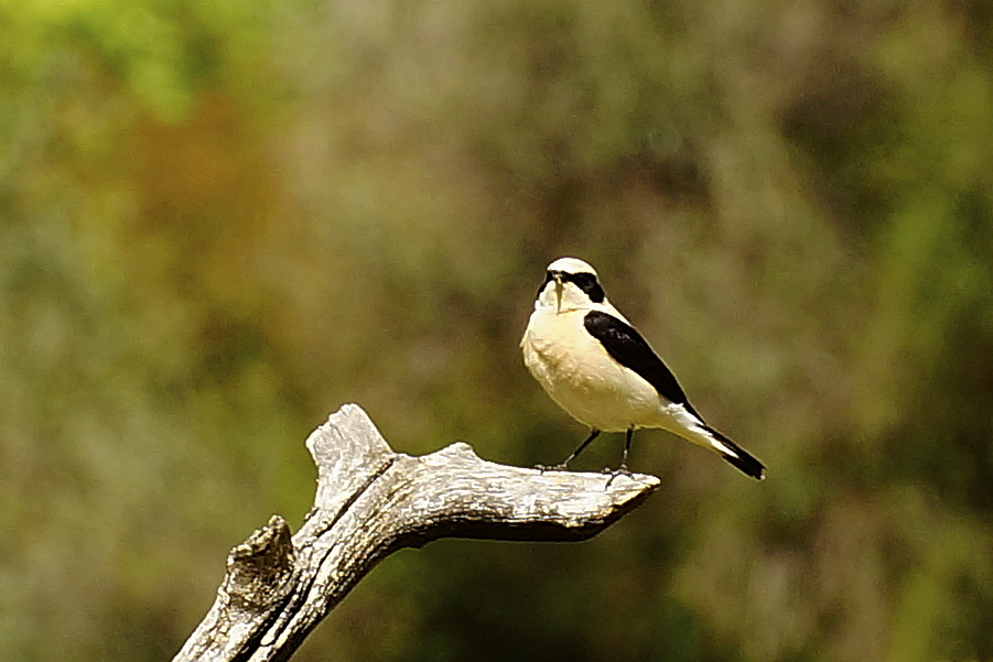Karakulaklı kuyrukkakan