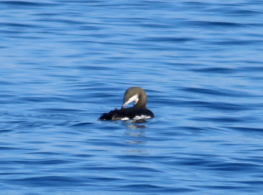 Karagerdanlı dalgıç