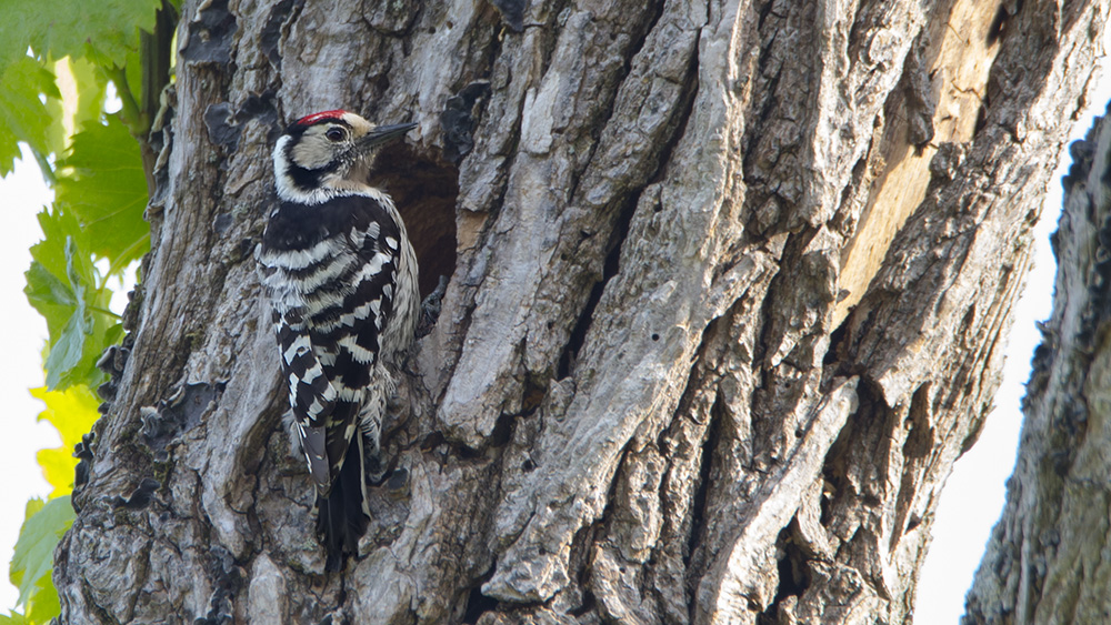 Küçük ağaçkakan